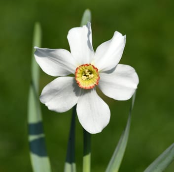 Poet daffodil,Narcissus poeticus,is a medicinal plant with a betoerende fragrance and white flowers. Poet's Narcissus,Narcissus Poeticus,is a medicinal plant with an intoxicating scent and white flowers.