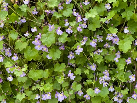 Cymbalaria muralis is a wild and medicinal plant with purple flowers. Cymbalaria muralis is a wild and medicinal plant with purple flowers.