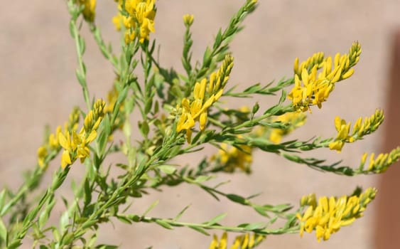 Cytisus nigricans is also called black bean shrub or grape clover. Goose clover,Cytisus nigricans,which is becoming black,is also called black bean bush or grape goat clover