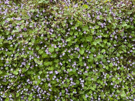 Cymbalaria muralis is a wild and medicinal plant with purple flowers. Cymbalaria muralis is a wild and medicinal plant with purple flowers.