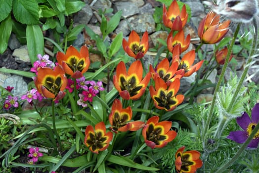 Wild tulips are the ancestors of modern garden tulips. Wild tulips are the ancestors of modern garden tulips