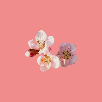 pink flowers on a peach background. Several petals, stamens, pistils