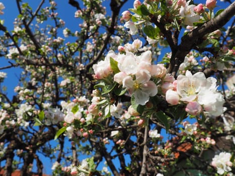 Blossoming flowers on the apple tree. Apple tree in bloom. White and pink beautiful flowers on the branches of a tree. Blue sky and red roof tiles in the background. Spring bloom.