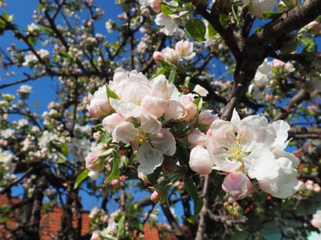 Blossoming flowers on the apple tree. Apple tree in bloom. White and pink beautiful flowers on the branches of a tree. Blue sky and red roof tiles in the background. Spring bloom.