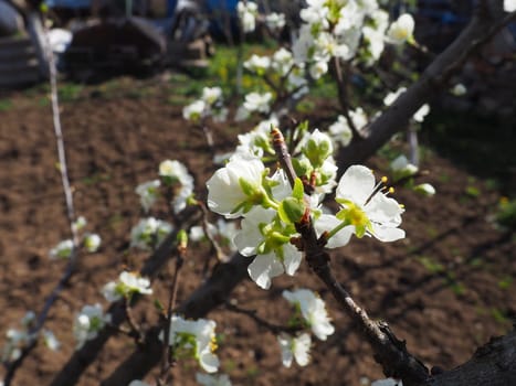 White beautiful flowers on an apple tree. Spring flowering in the orchard. In the background there is a vegetable garden or arable land. Agriculture. Close-up, petals and stamens on a flower.