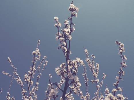 Flowers on branches against the sky. Retro style. Beautiful pink flowers and buds. Cherry, apple, plum, peach or apricot southern tree. Spring garden