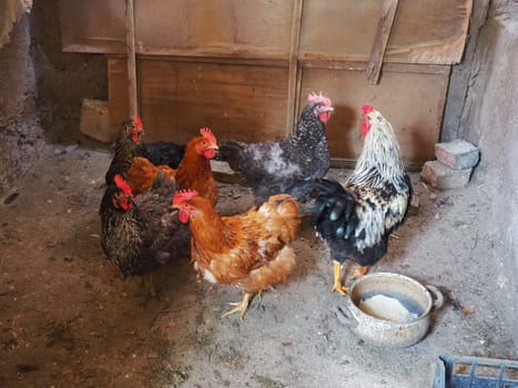 chicken in the barn. Chickens and roosters in a rustic ambience. Brown, variegated birds with red grims on their heads. Rural barn