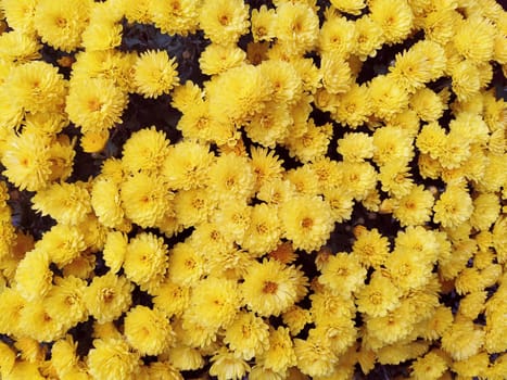 Chrysanthemums of yellow color in a bouquet. Close-up. Greeting card for wedding or birthday. Autumn flowers from the family Asteraceae or Dendranthema. Flower texture. Flower wall.