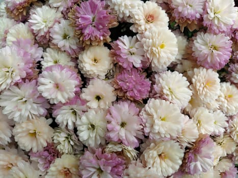 Flowers wall background with amazing white, pink, purple and yellow chrysanthemum flowers. Wedding decoration.  Beautiful flower bad wall background. Landscape design of the autumn garden