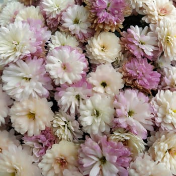 Flowers wall background with amazing white, pink, purple and yellow chrysanthemum flowers. Wedding decoration.  Beautiful flower bad wall background. Landscape design of the autumn garden