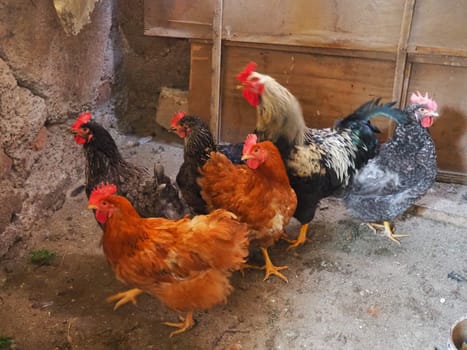 chicken in the barn. Chickens and roosters in a rustic ambience. Brown, variegated birds with red grims on their heads. Rural barn