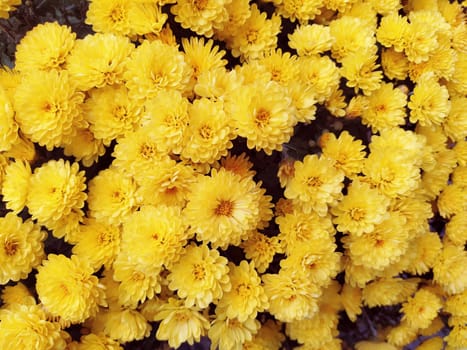 Chrysanthemums of yellow color in a bouquet. Close-up. Greeting card for wedding or birthday. Autumn flowers from the family Asteraceae or Dendranthema. Flower texture. Flower wall.