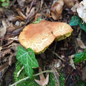 The Xerocomus flywheel is a genus of edible tubular fungi, the Boletaceae family. The fissured flywheel Xerocomellus chrysenteron is an edible mushroom of the genus Xerocomellus. Damaged mushroom cap.