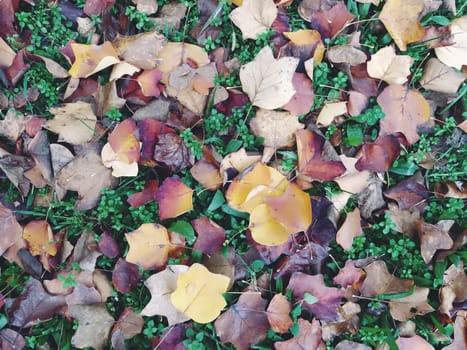 background of autumn leaves. Autumn natural background.
