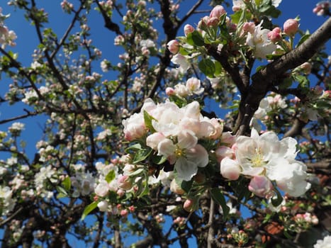 Blossoming flowers on the apple tree. Apple tree in bloom. White and pink beautiful flowers on the branches of a tree. Blue sky and red roof tiles in the background. Spring bloom.