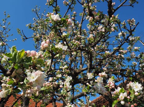 Blossoming flowers on the apple tree. Apple tree in bloom. White and pink beautiful flowers on the branches of a tree. Blue sky and red roof tiles in the background. Spring bloom.