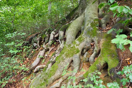 roots covered with green moss. Banja Koviljaca, Serbia, terraces park. The root is the underground part of the plant, which serves to strengthen it in the soil and absorb water and nutrients from it