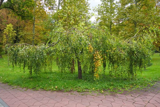 Dwarf weeping birch landscape design. Hanging Betula pendula is a plant species of the genus Betula birch of the family Betulaceae. Warty birch verrucosa. September Banja Koviljaca