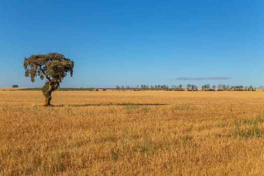 view of a crop field in the north of Spain