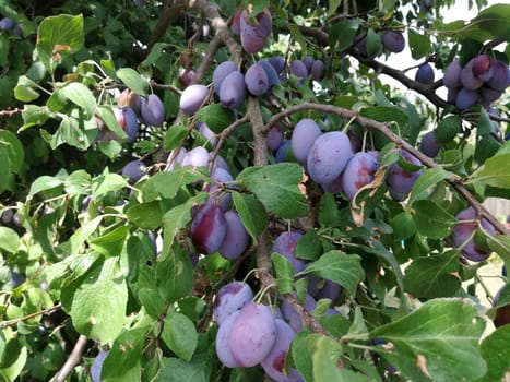 Delicious organic plums on a branch in detail.