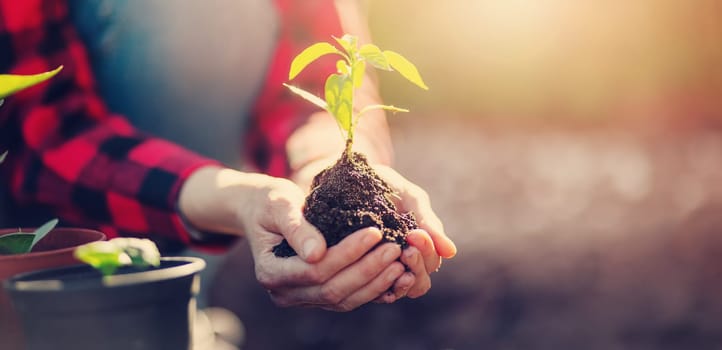 Gardner holding in her hands a young sprout of vegetable. Concept of gardening and farming.