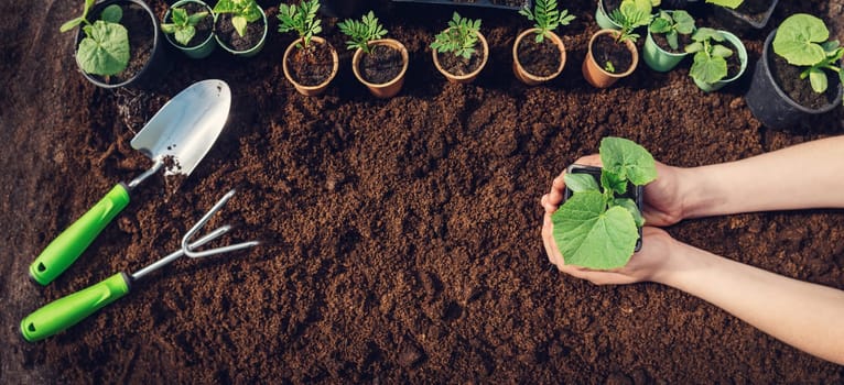Human's hands seedling a plant sprout in the black soil.. Concept of a new life, saving planet and gardening.
