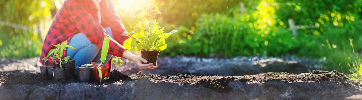Gardner holding in her hands sprout of flower. Concept of gardening and farming.
