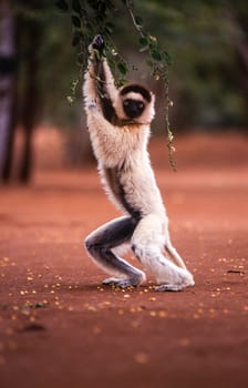 Verreaux's Sifaka Lemur, (Propithecus verreauxi), Berenty Private Reserve, Anosy, Madagascar