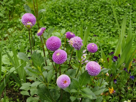 bright dahlia flowers in the garden on a green background