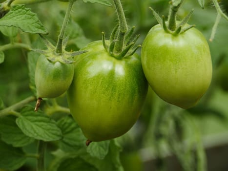 big green tomato fruits on a branch, green background