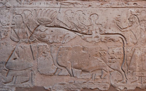 Wall Egyptian relief in Luxor temple, Egypt