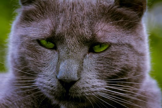 green-eyed cat is looking straight into the camera
