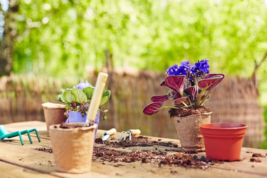 Garden pots and violets on wooden table with tools and soil near by