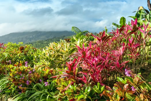 Garden with various tropical plants and flower growing in a pattern