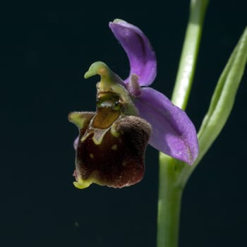 Bienen-Ragwurz, Ophrys apifera, Orchidee