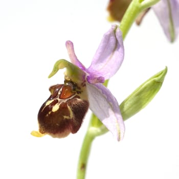 Bienen-Ragwurz, Ophrys apifera, Orchidee