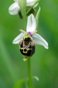 Bee Ragwurz,Ophrys apifera,Orchid