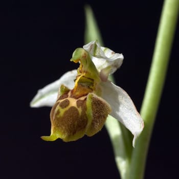Bienen-Ragwurz, Ophrys apifera, Orchidee