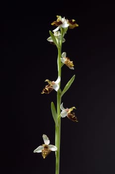 Bienen-Ragwurz, Ophrys apifera, Orchidee