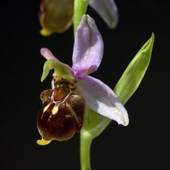 Bienen-Ragwurz, Ophrys apifera, Orchidee
