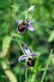 Bee Ragwurz,Ophrys apifera,Orchid