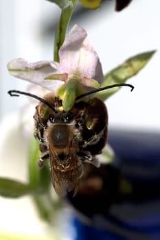Bee Ragwurz,Ophrys apifera,Orchid