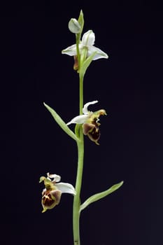 Bienen-Ragwurz, Ophrys apifera, Orchidee