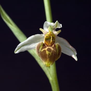 Bienen-Ragwurz, Ophrys apifera, Orchidee