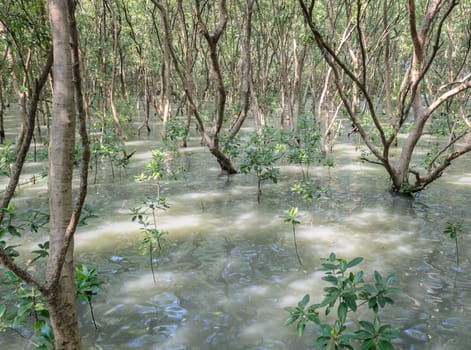 Mangrove forest in Thailand. Mangroves serve as nurseries for many marine species.