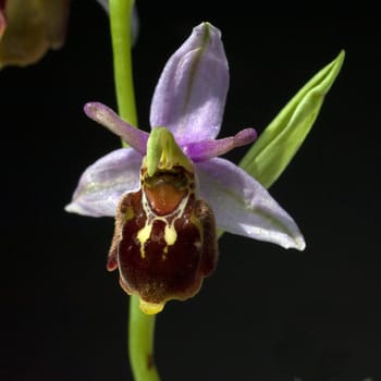 Bienen-Ragwurz, Ophrys apifera, Orchidee