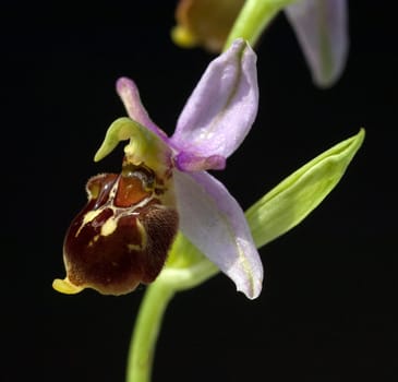 Bienen-Ragwurz, Ophrys apifera, Orchidee