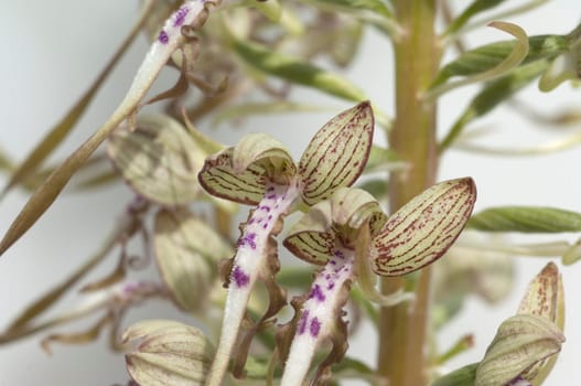 Fenugreek tongue,Himantoglossum hircinum