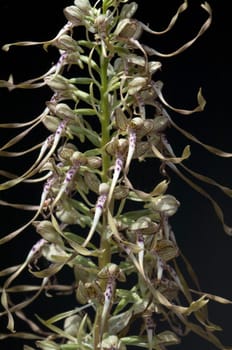 Fenugreek tongue,Himantoglossum hircinum