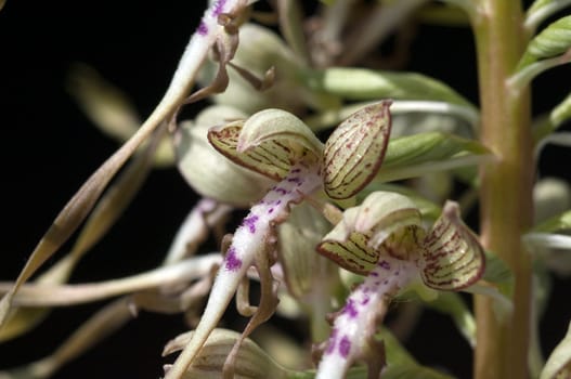 Fenugreek tongue,Himantoglossum hircinum